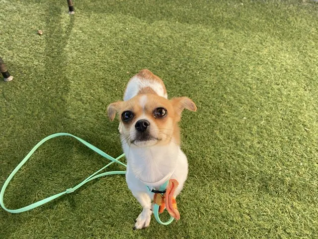 Cali