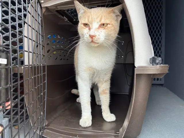 Adoptable Cat