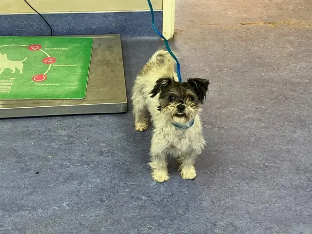 Adoptable Dog