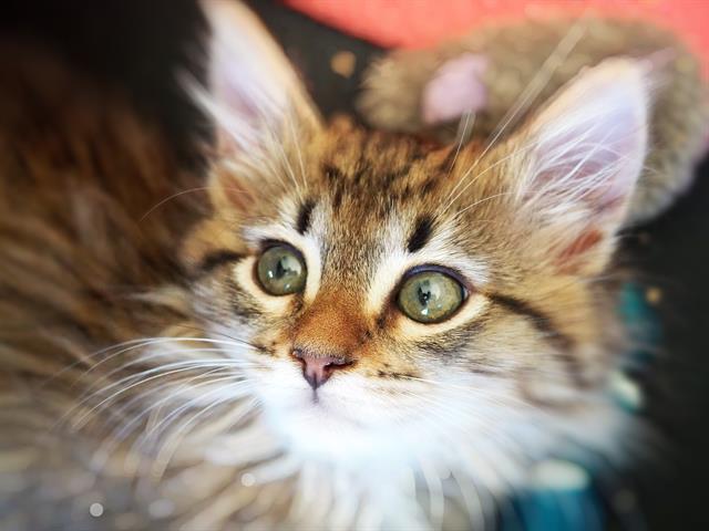 Ziggy