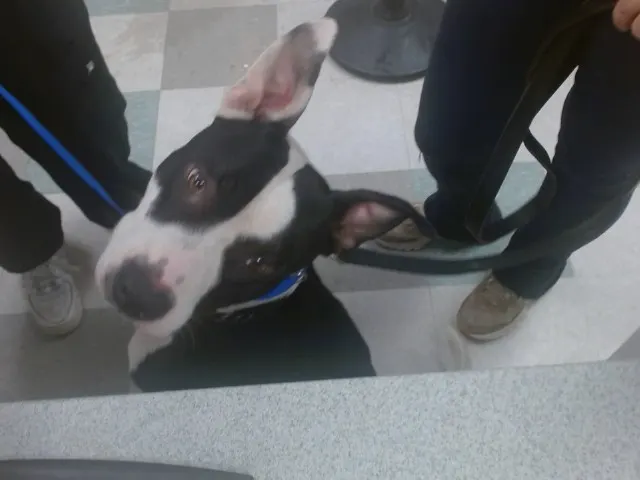 Adoptable Dog