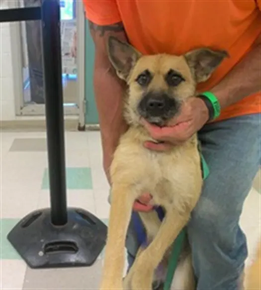 Adoptable Dog