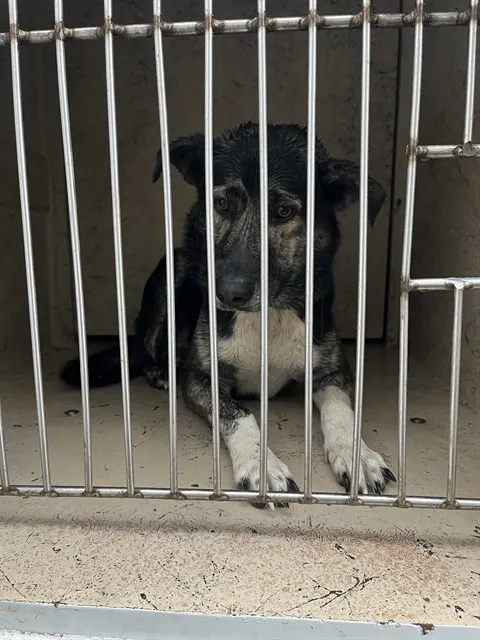 Adoptable Dog