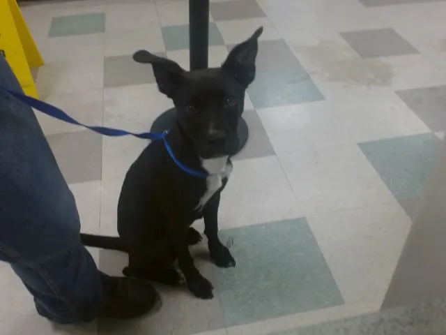 Adoptable Dog