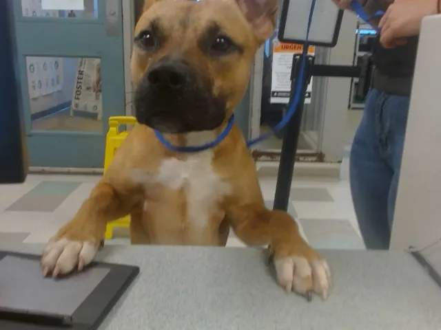 Adoptable Dog