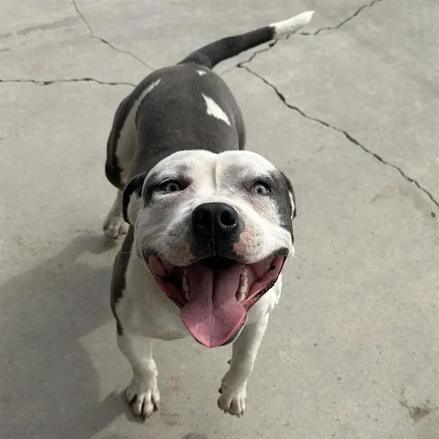 Adoptable Dog