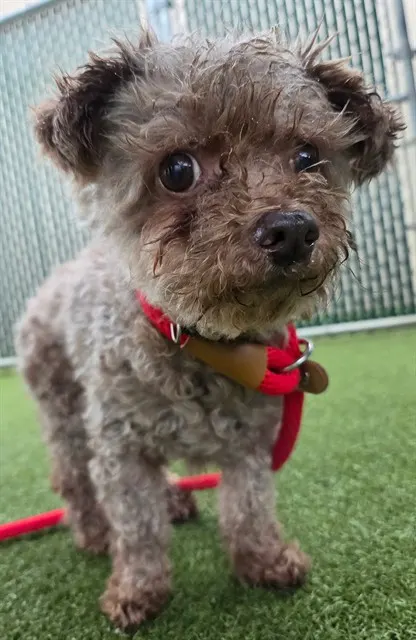 Dolly