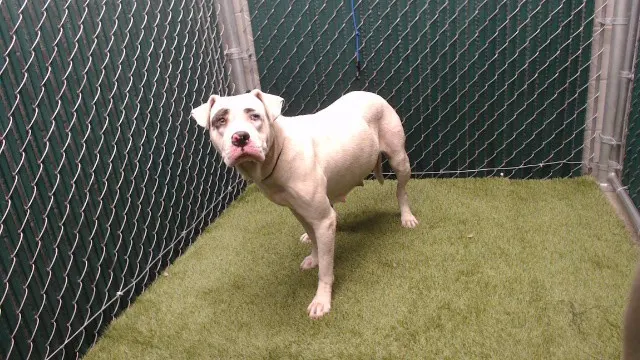 Sammy