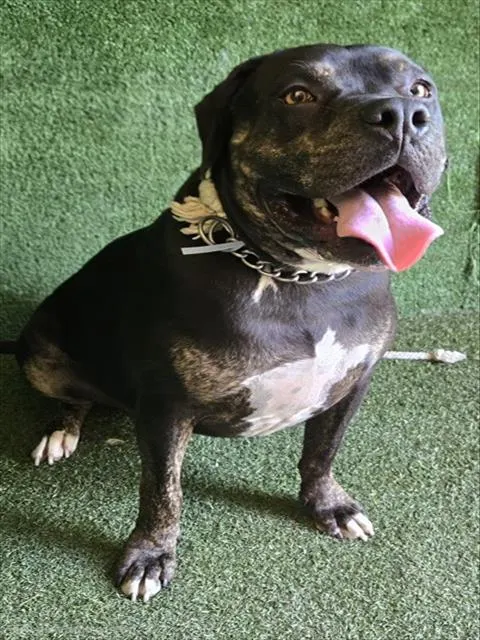 Max