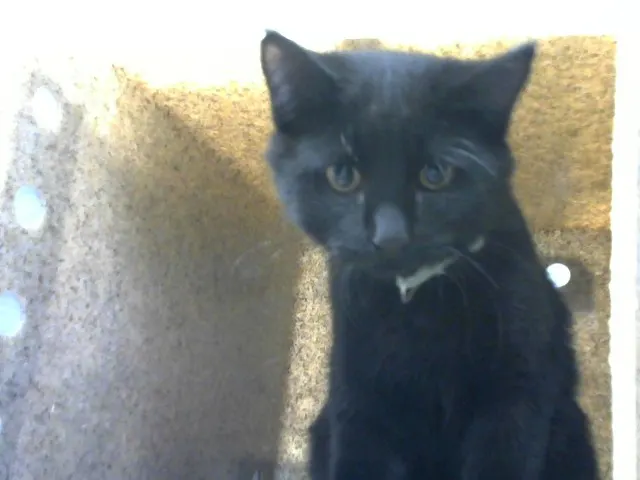 Miche