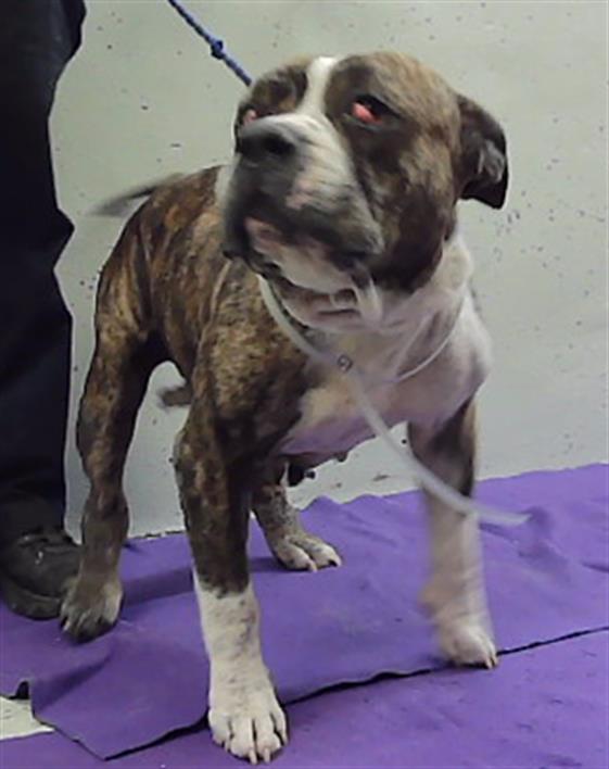 Adoptable Dog