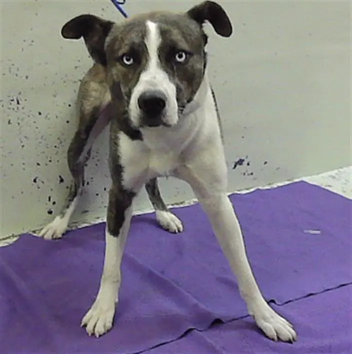 Adoptable Dog
