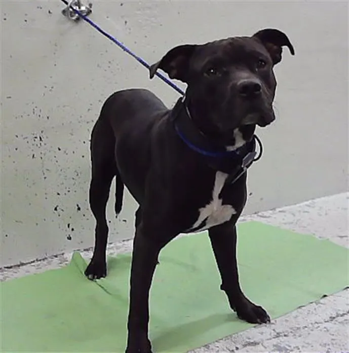 Adoptable Dog