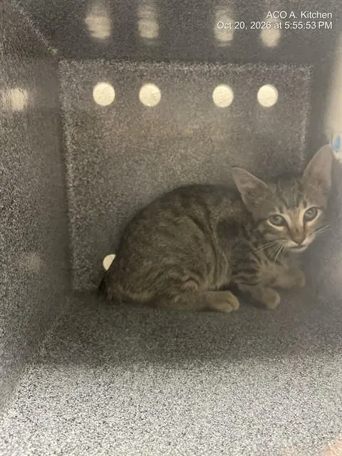 Adoptable Cat