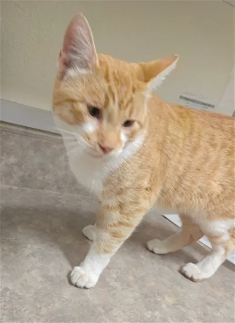 Adoptable Cat