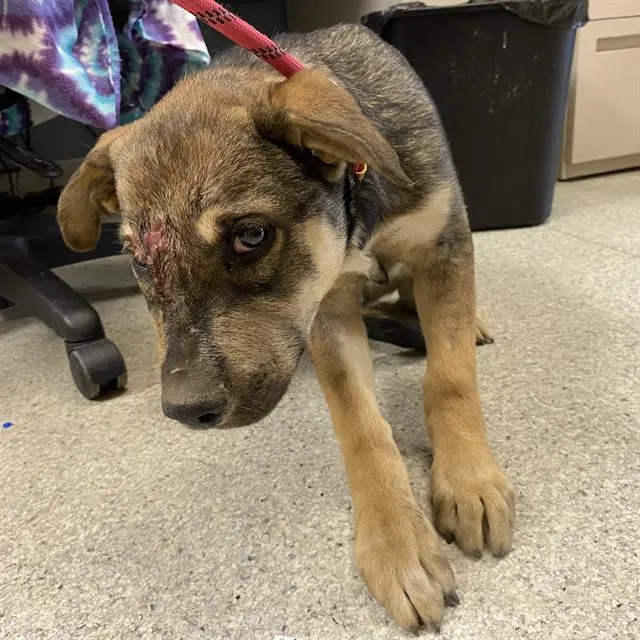 Adoptable Dog