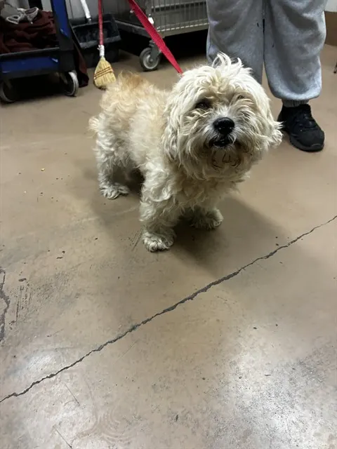 Adoptable Dog