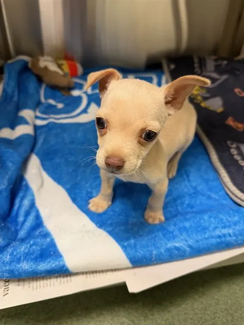 Adoptable Dog