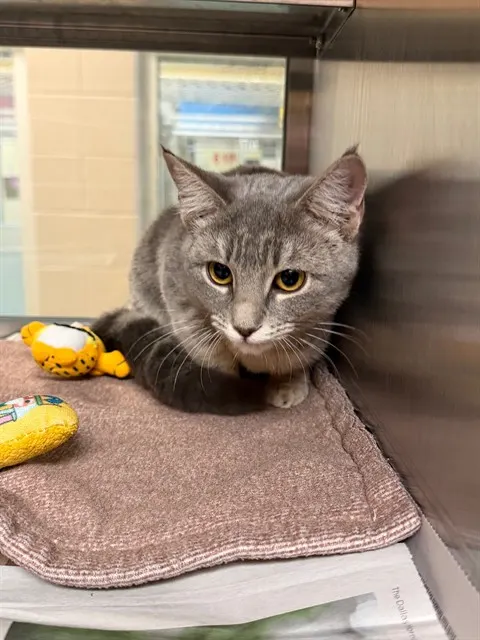 Adoptable Cat
