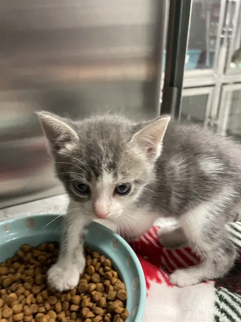 Adoptable Cat