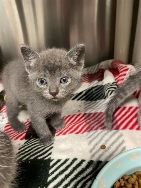 Adoptable Cat