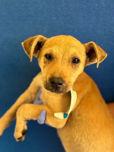 Adoptable Dog