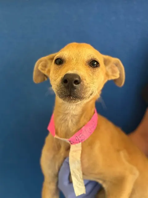 Adoptable Dog