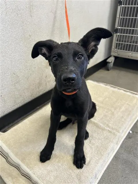 Adoptable Dog