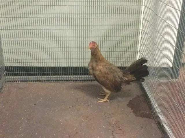 Hei Hei