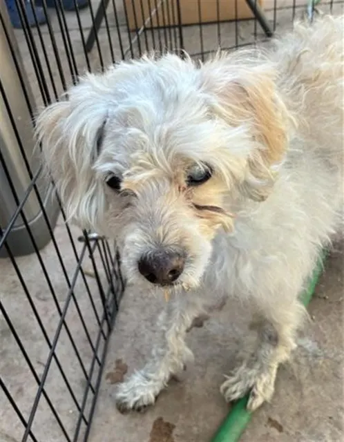 Adoptable Dog
