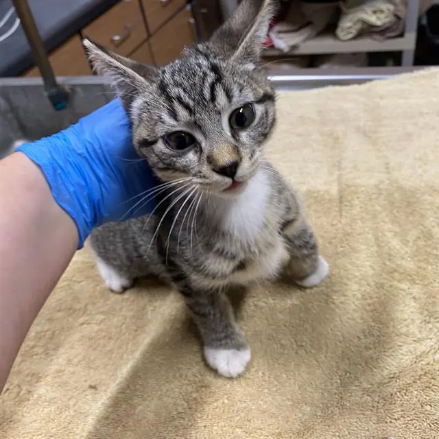 Adoptable Cat