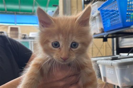 Adoptable Cat