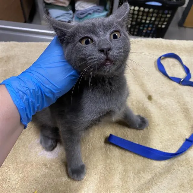 Adoptable Cat