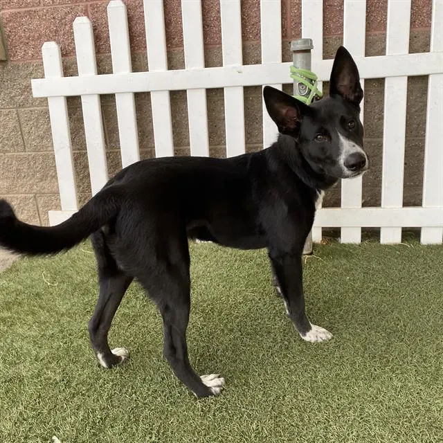 Adoptable Dog