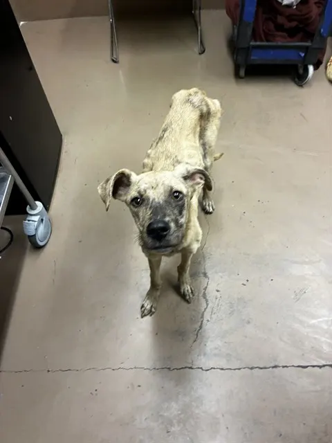 Adoptable Dog