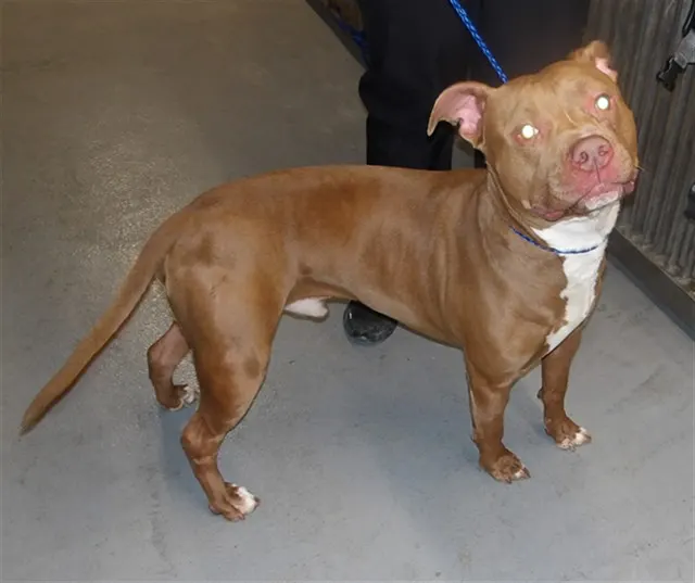Adoptable Dog