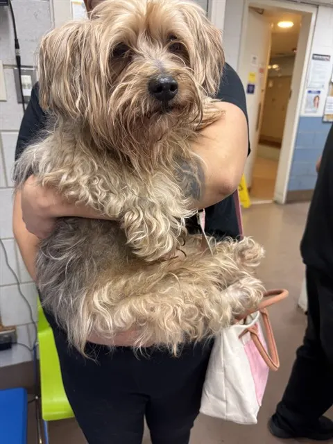 Adoptable Dog