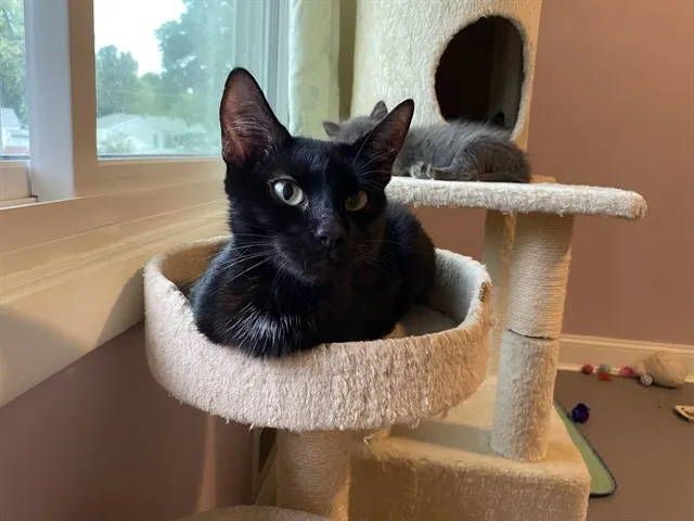 Sweet Pea