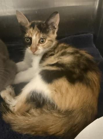 Adoptable pet