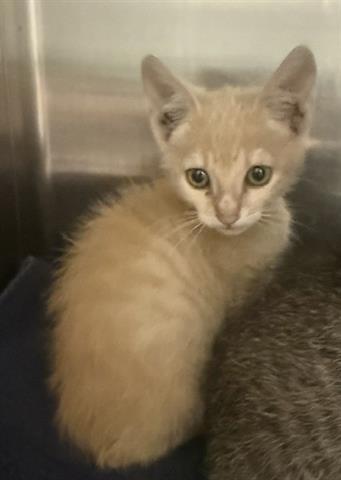 Adoptable pet