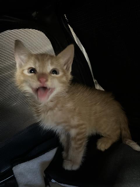 Adoptable Cat