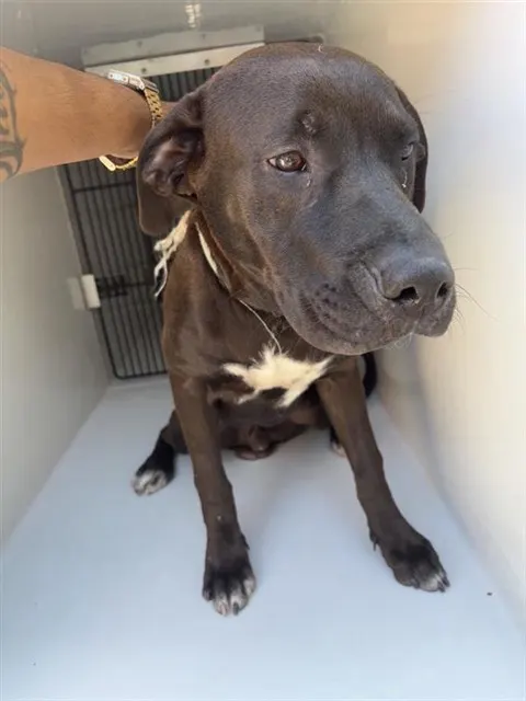 Adoptable Dog