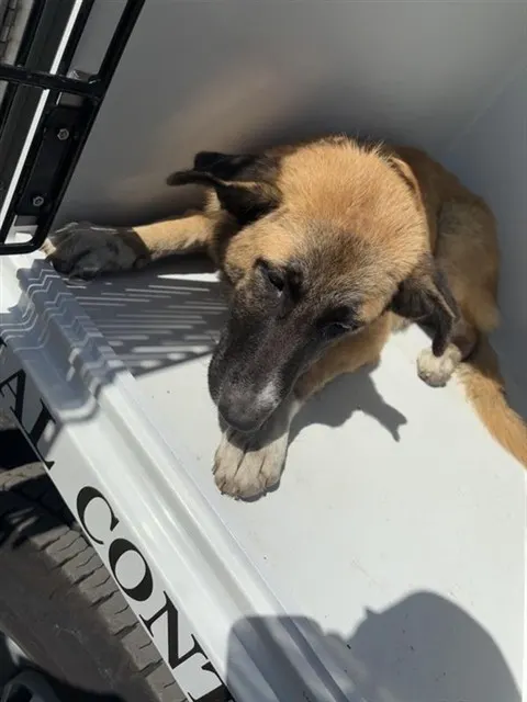 Adoptable Dog