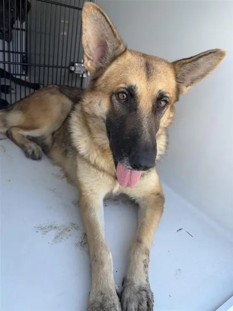 Adoptable Dog