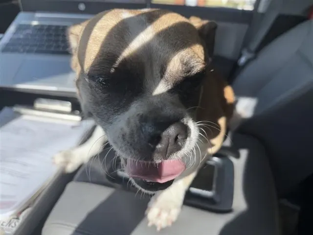 Adoptable Dog