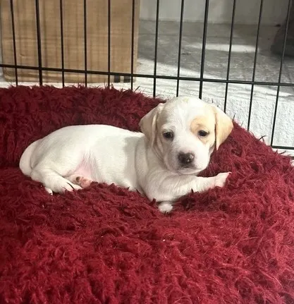 Billy Cole
