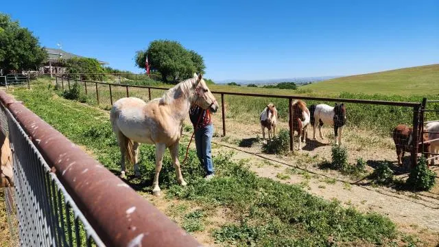 Adoptable Equine