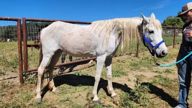 Adoptable Equine