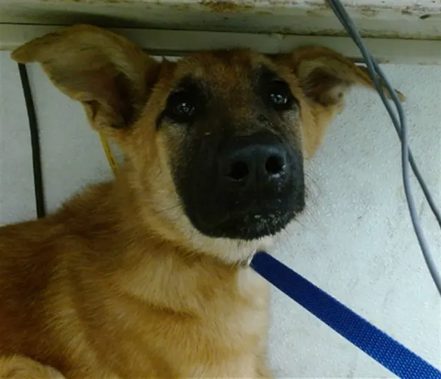 Adoptable Dog