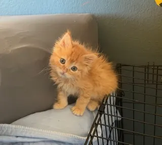 Pumpkin